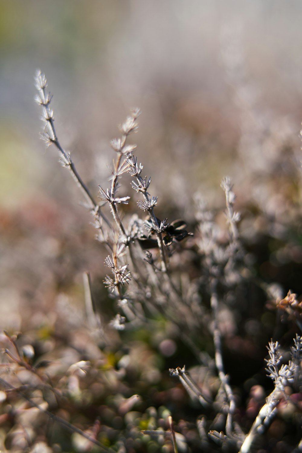 a close up of a plant with small flowers