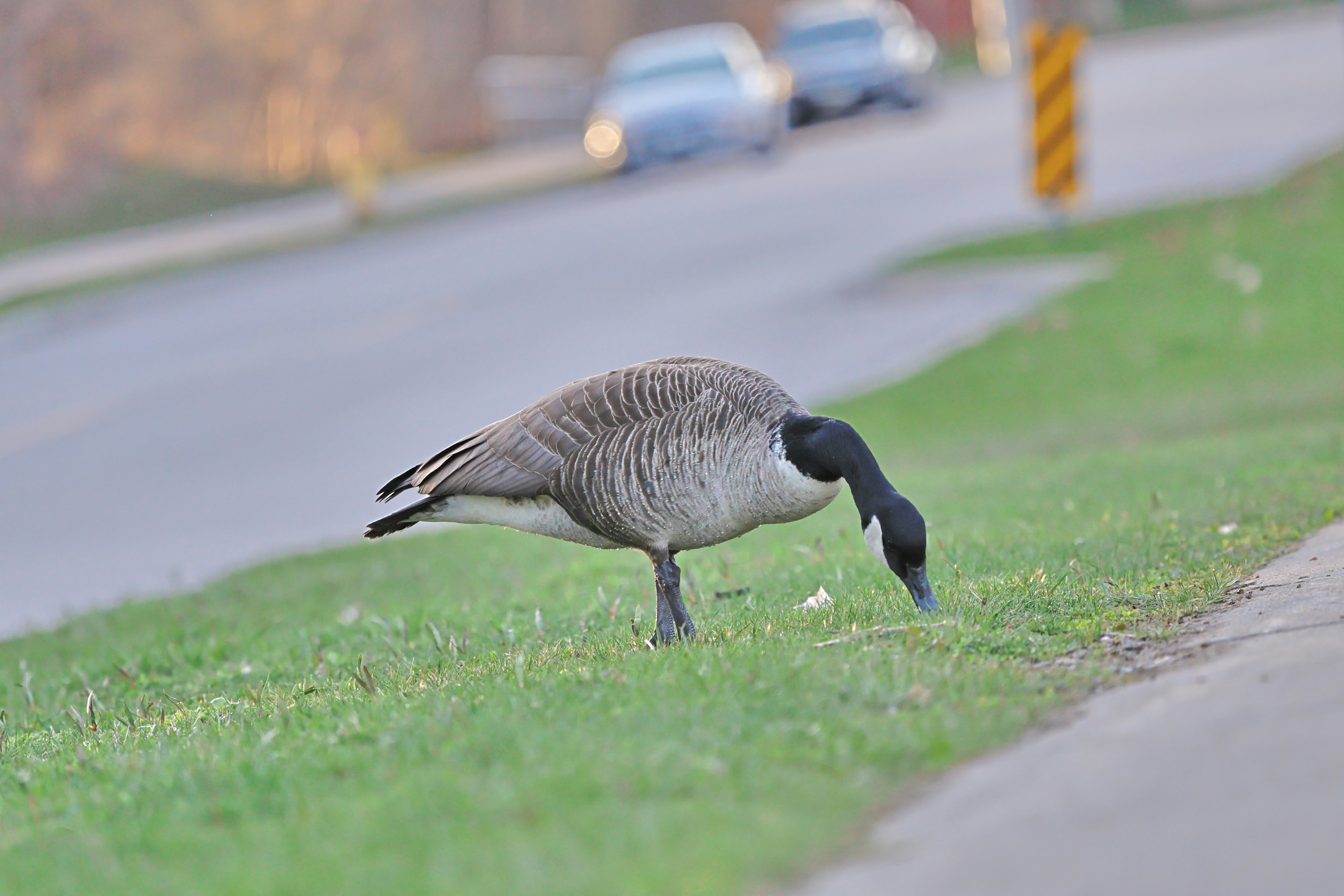 The Unflappable Canada Goose: Standing Their Ground (image credits: unsplash)