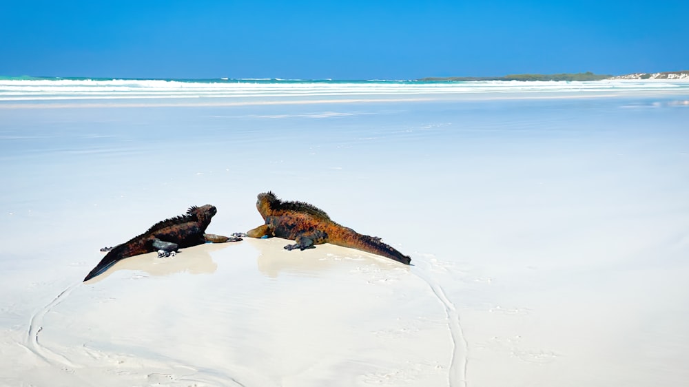 a couple of birds sitting on top of a sandy beach