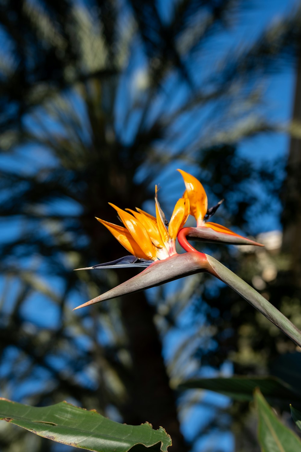 a bird of paradise flower with a blue sky in the background