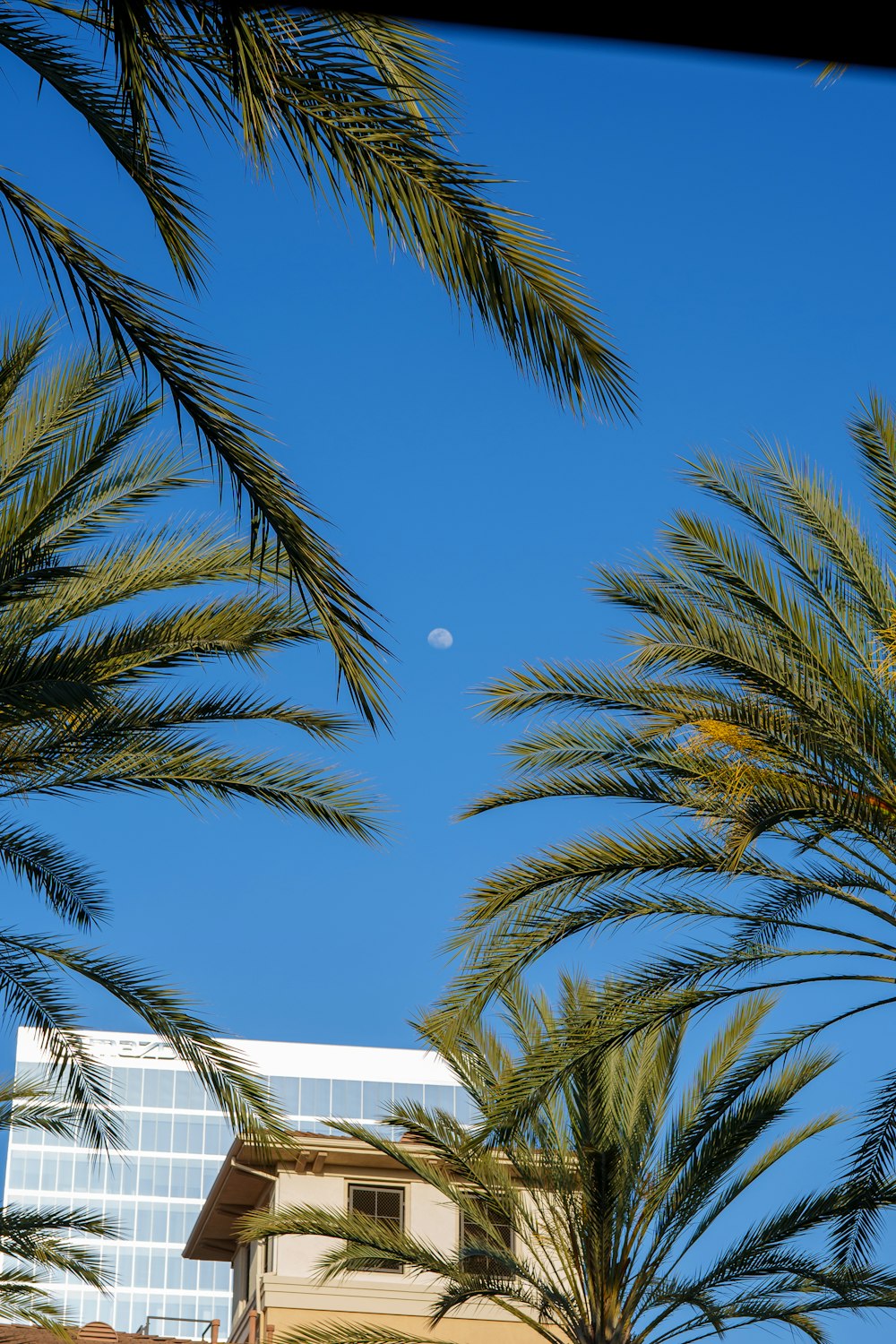 palm trees and a building in the background