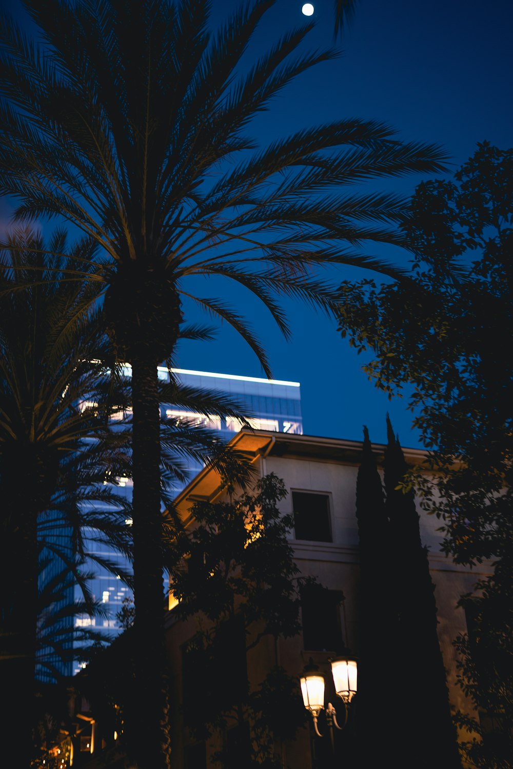 a palm tree in front of a building at night