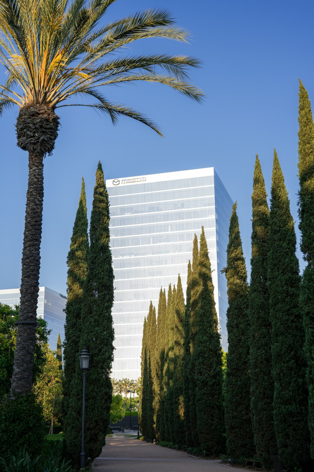 a palm tree in front of a tall building