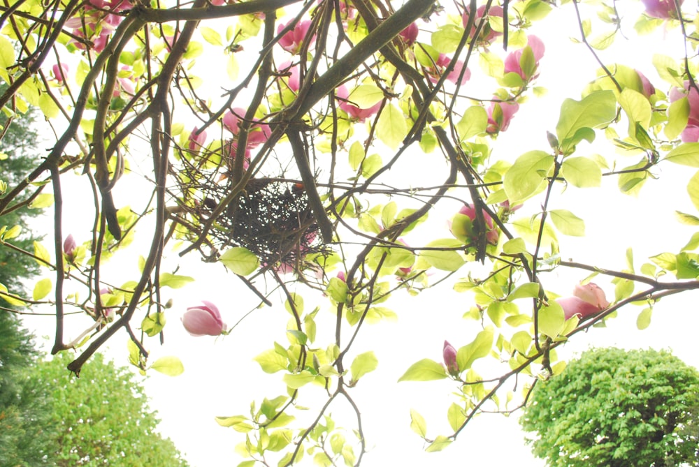 a bird's nest nestled in the branches of a tree