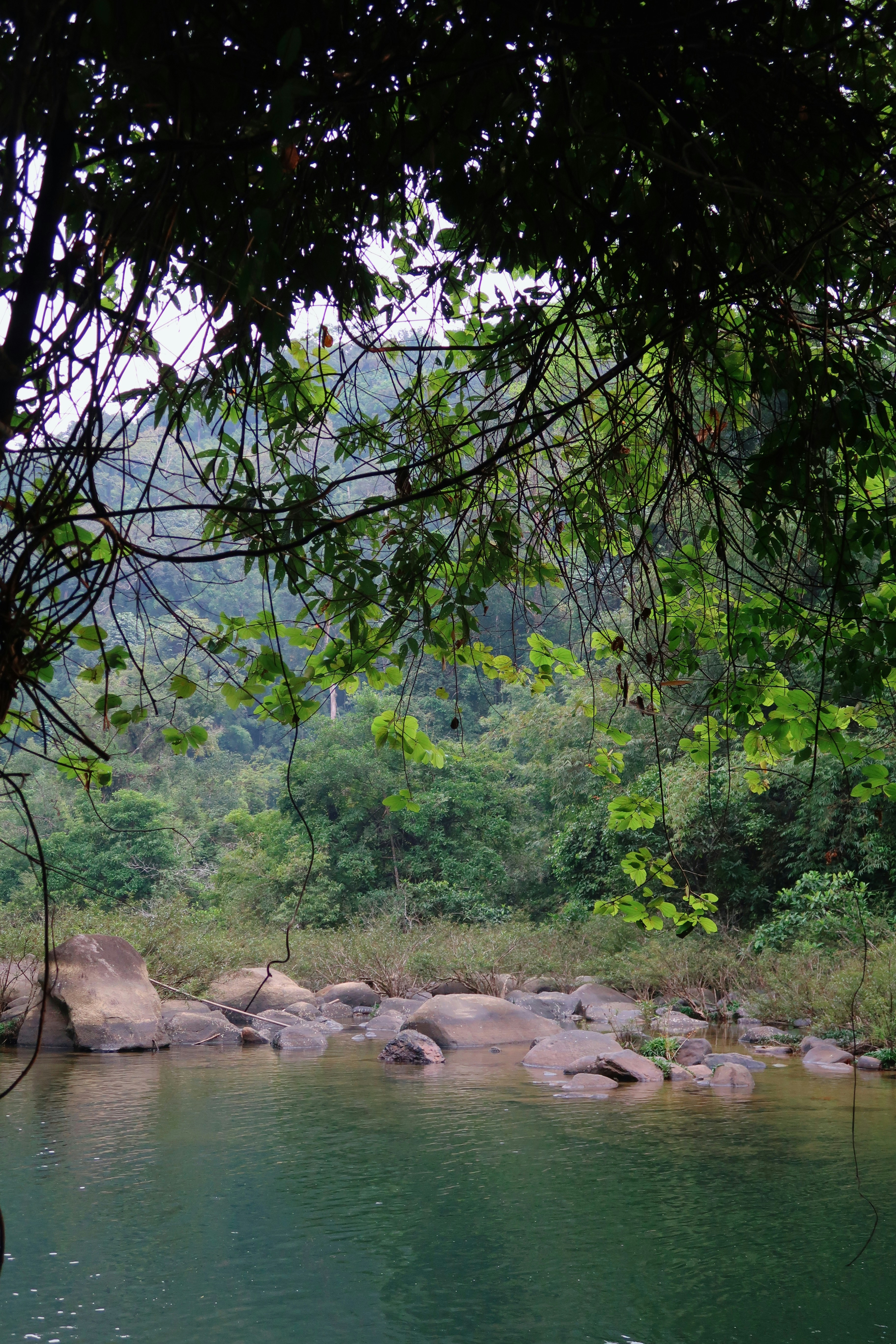 a body of water surrounded by trees and rocks