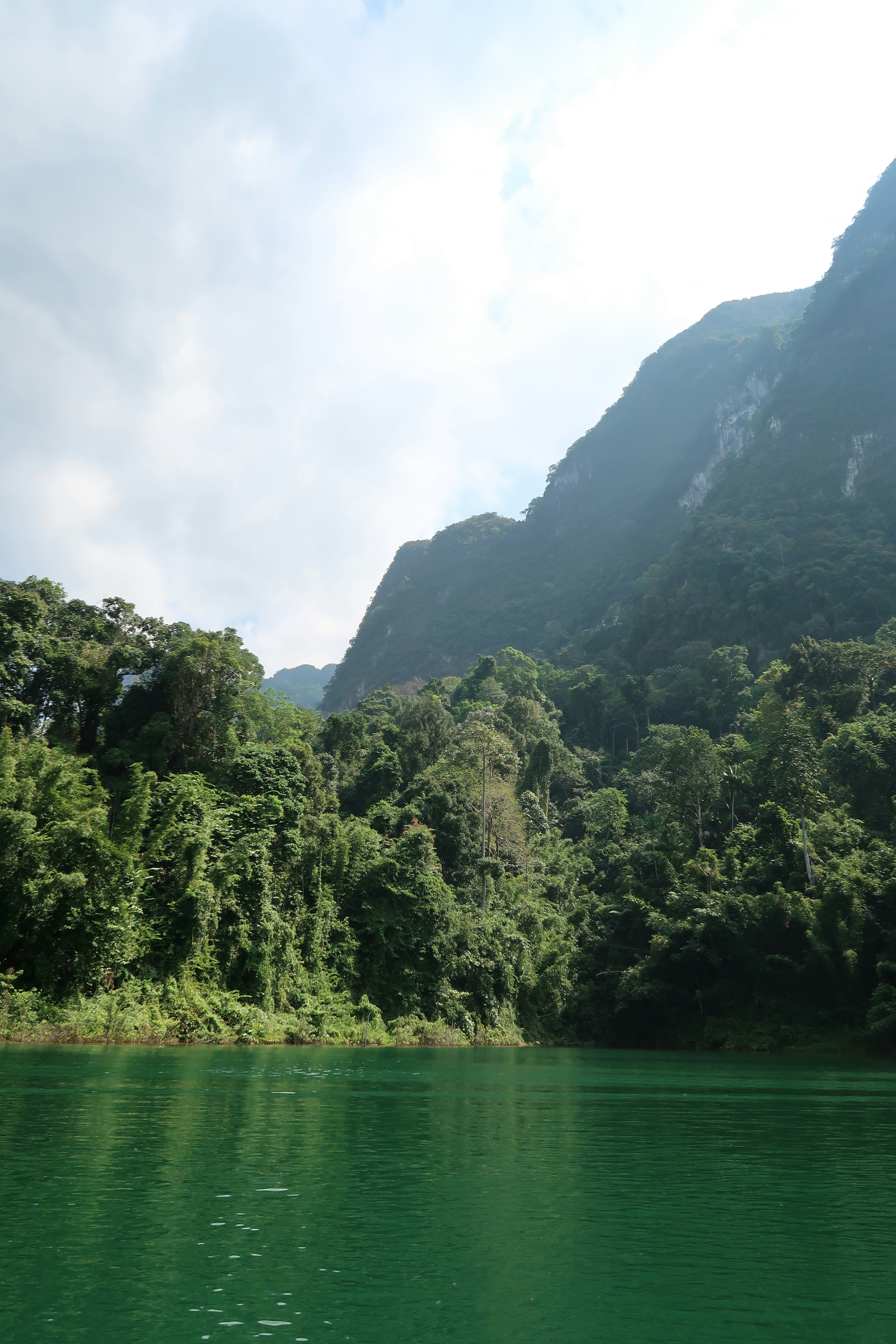a body of water surrounded by lush green trees
