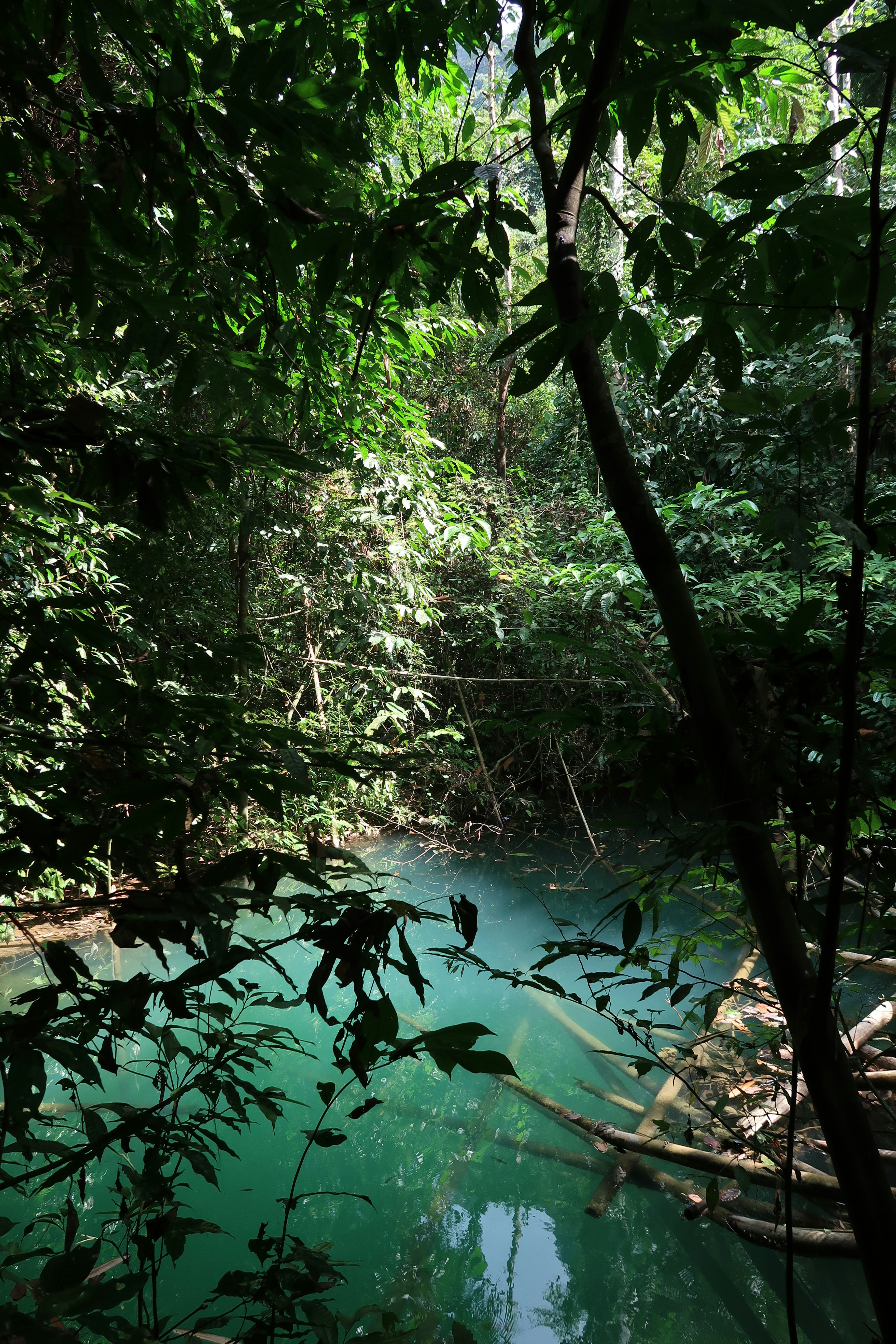 a river in the middle of a forest filled with trees