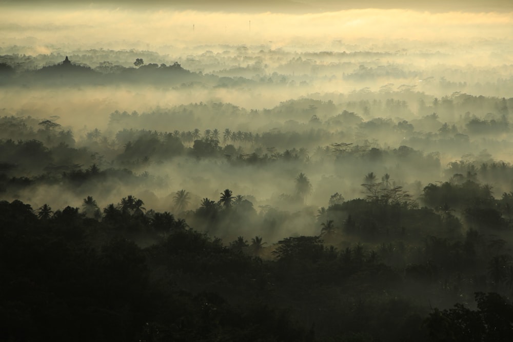 a foggy forest filled with lots of trees