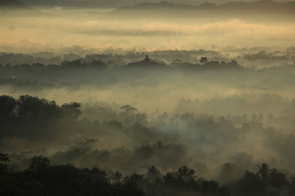 a foggy forest filled with lots of trees