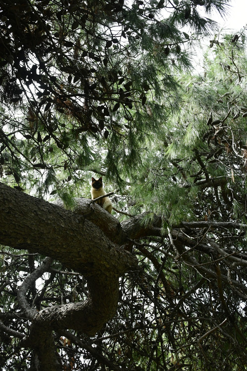 a cat sitting on a branch of a pine tree
