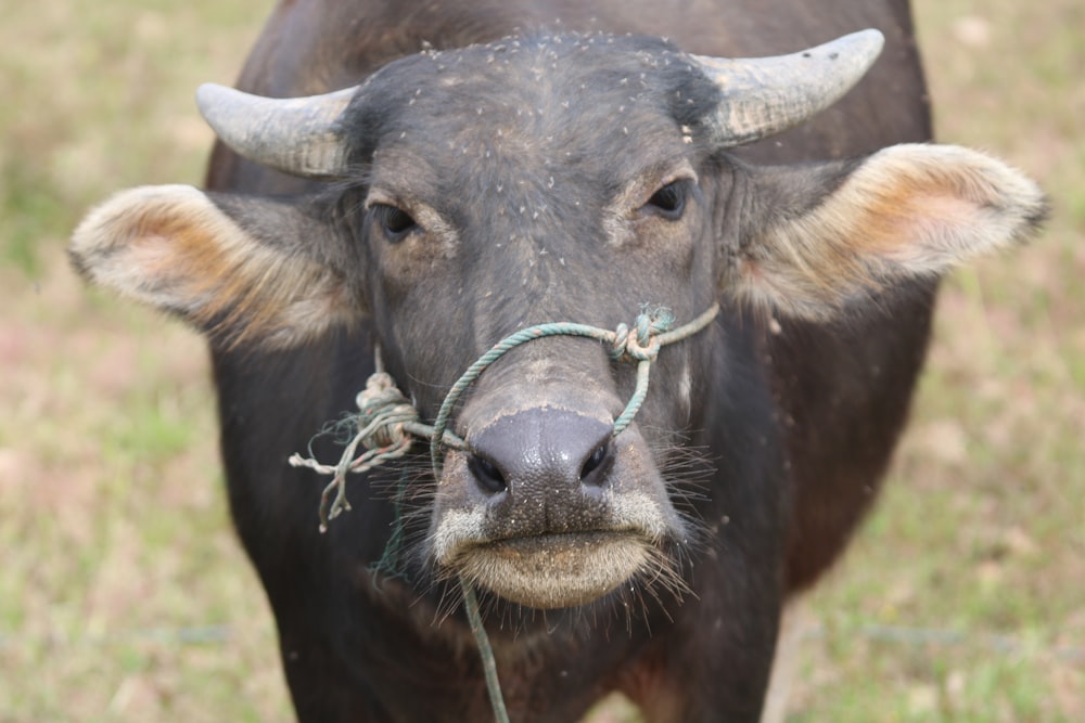 a cow with a rope tied around its neck