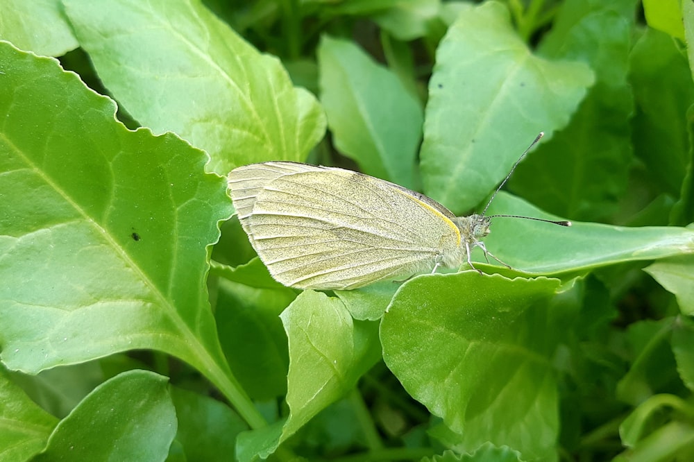 ein weißer Schmetterling, der auf einem grünen Blatt sitzt