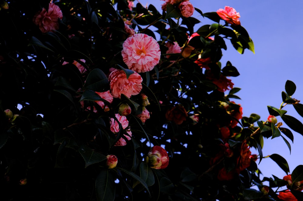 pink flowers are blooming on the branches of a tree