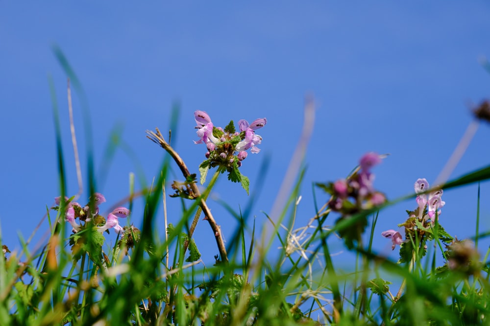 a close up of some pink flowers in the grass