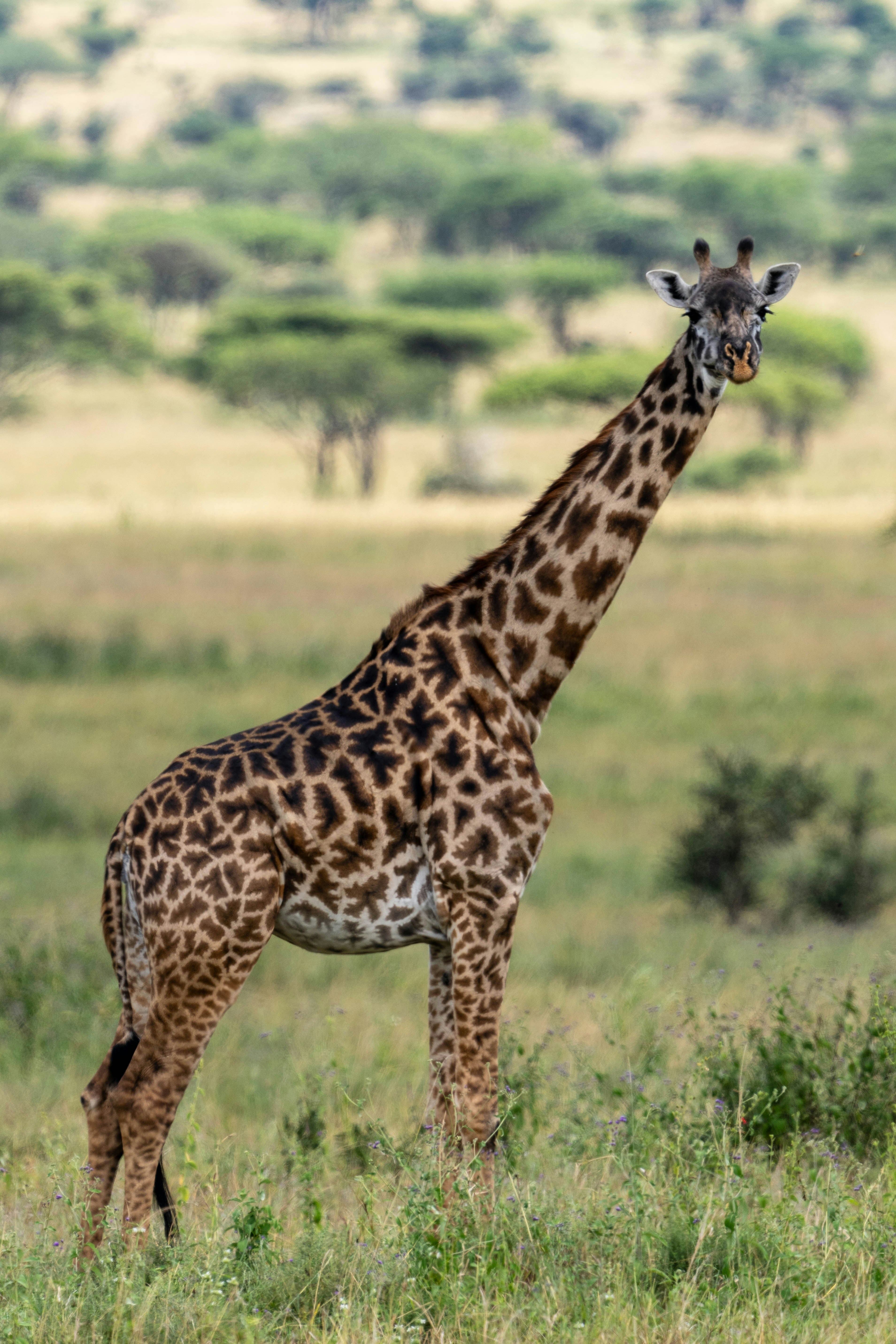 great photo recipe,how to photograph lonely giraffe, serengeti, tanzania, africa.