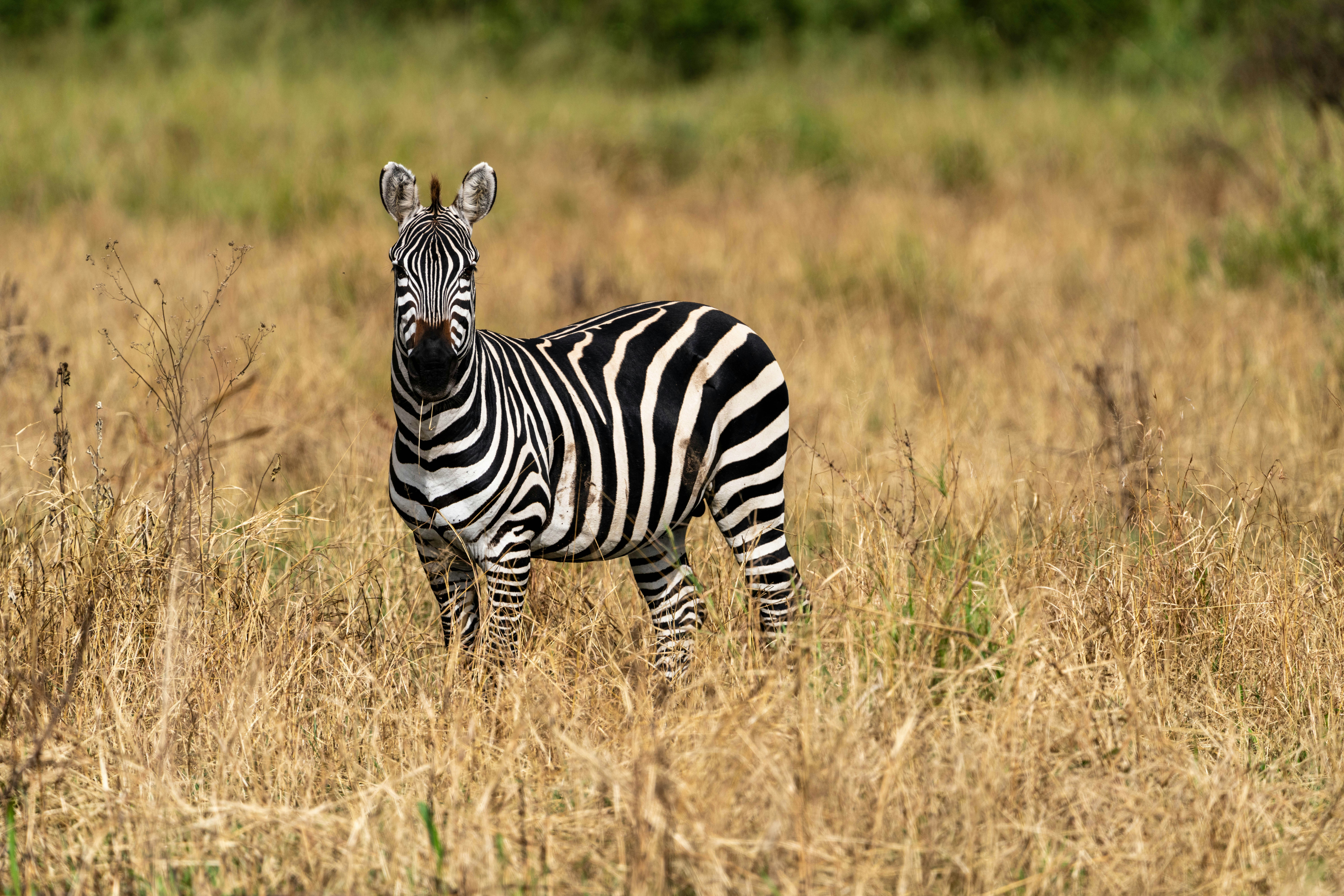 great photo recipe,how to photograph lonely zebra, serengeti, tanzania, africa.