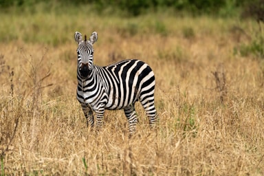 wildlife photography,how to photograph lonely zebra, serengeti, tanzania, africa.