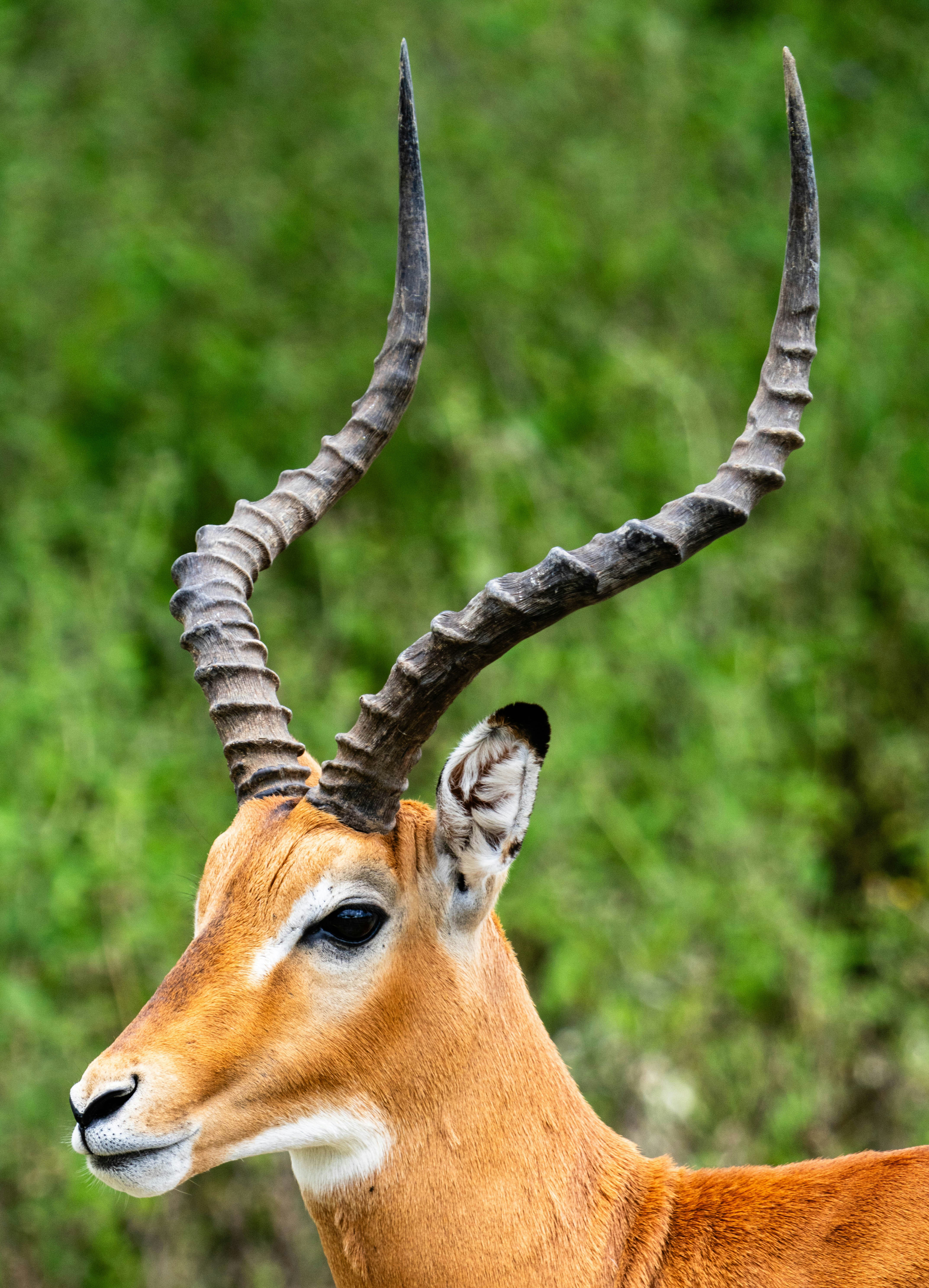 great photo recipe,how to photograph thomson's gazelle, serengeti, tanzania, africa. absolutely stunning!