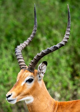 photos by pasha simakov,how to photograph thomson's gazelle, serengeti, tanzania, africa. absolutely stunning!