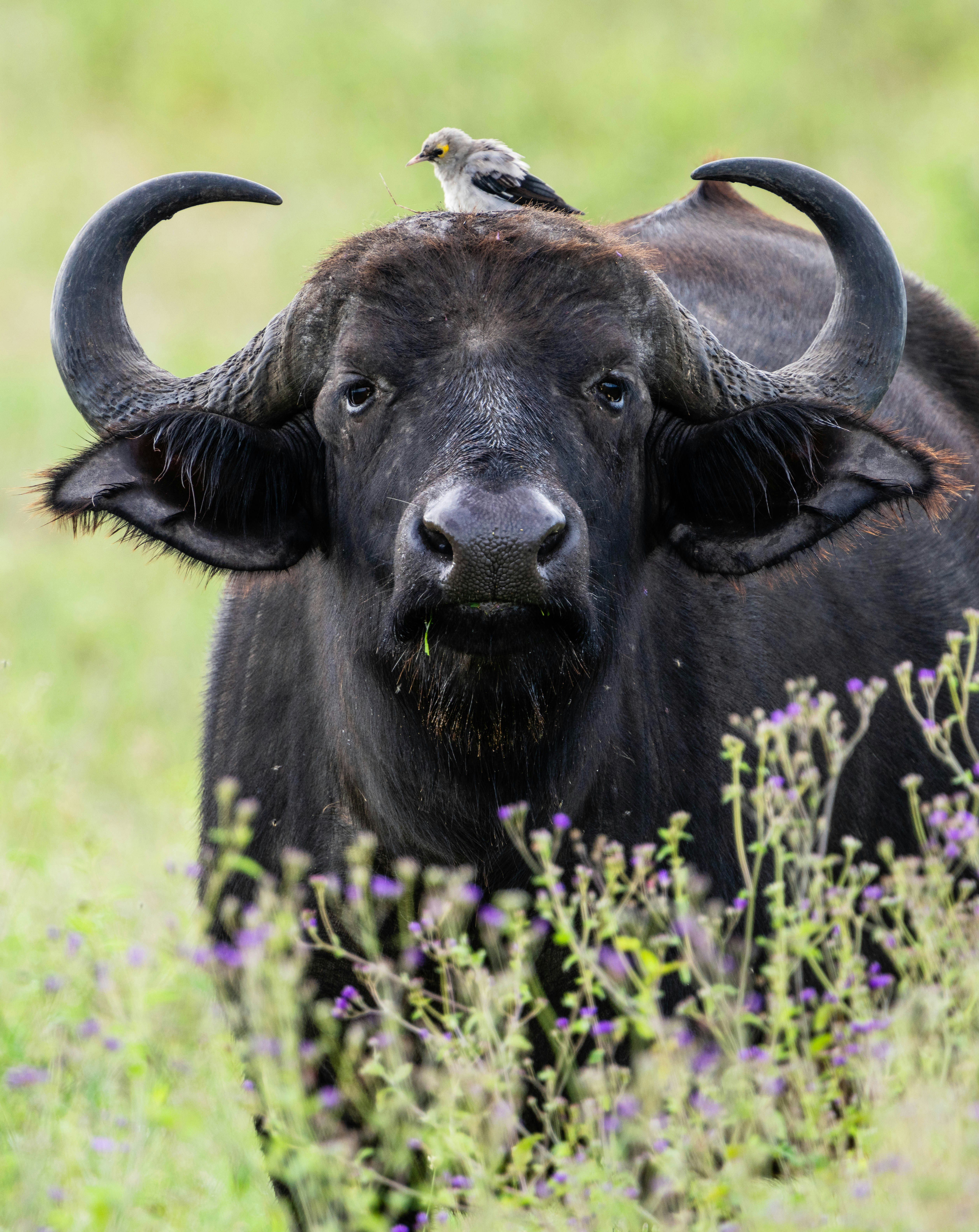 great photo recipe,how to photograph african buffalo, serengeti, tanzania, africa.