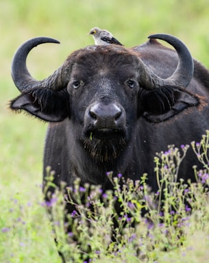 wildlife photography,how to photograph african buffalo, serengeti, tanzania, africa.