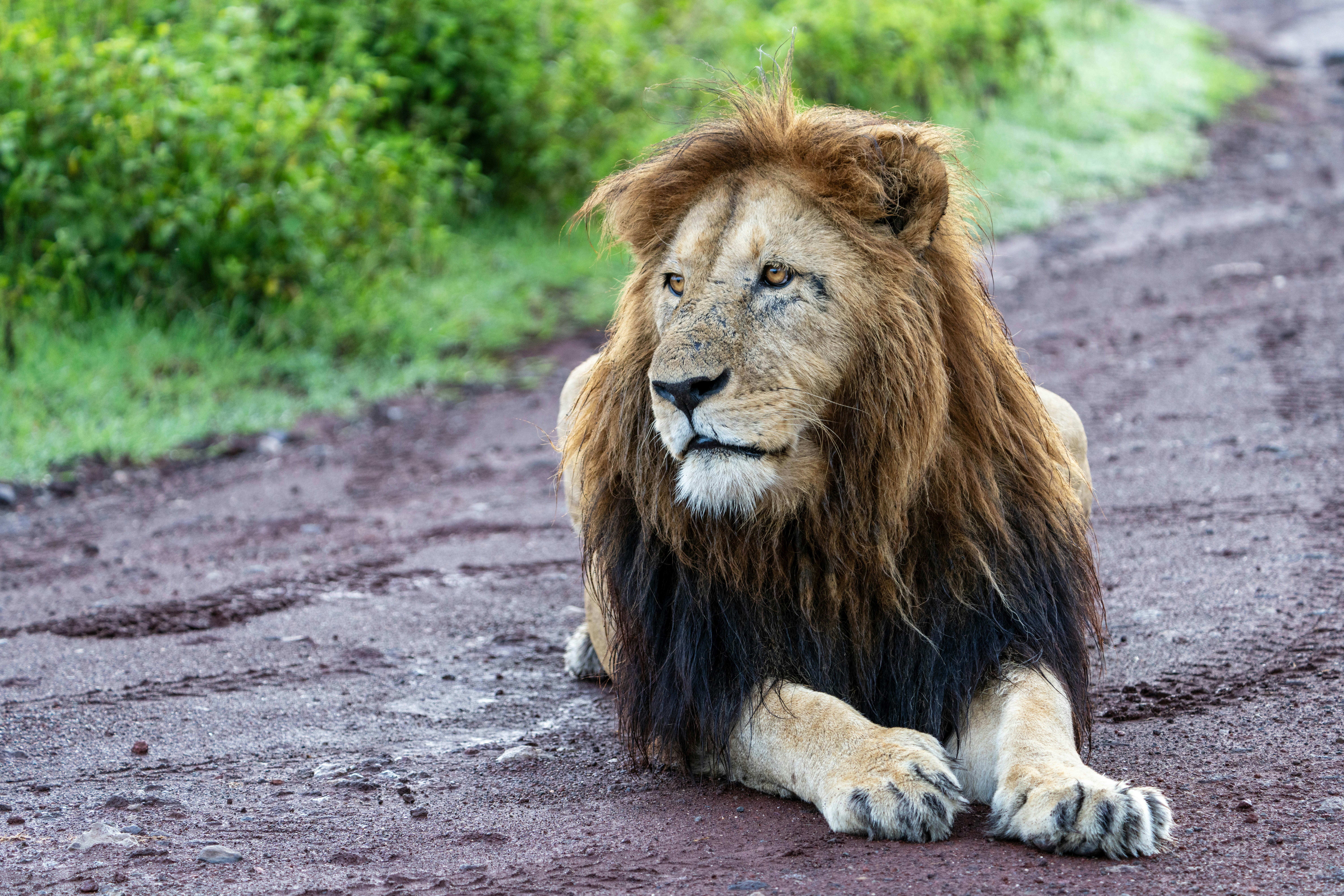 great photo recipe,how to photograph majestic lion at the entrance, ngorongoro crater, tanzania, africa.