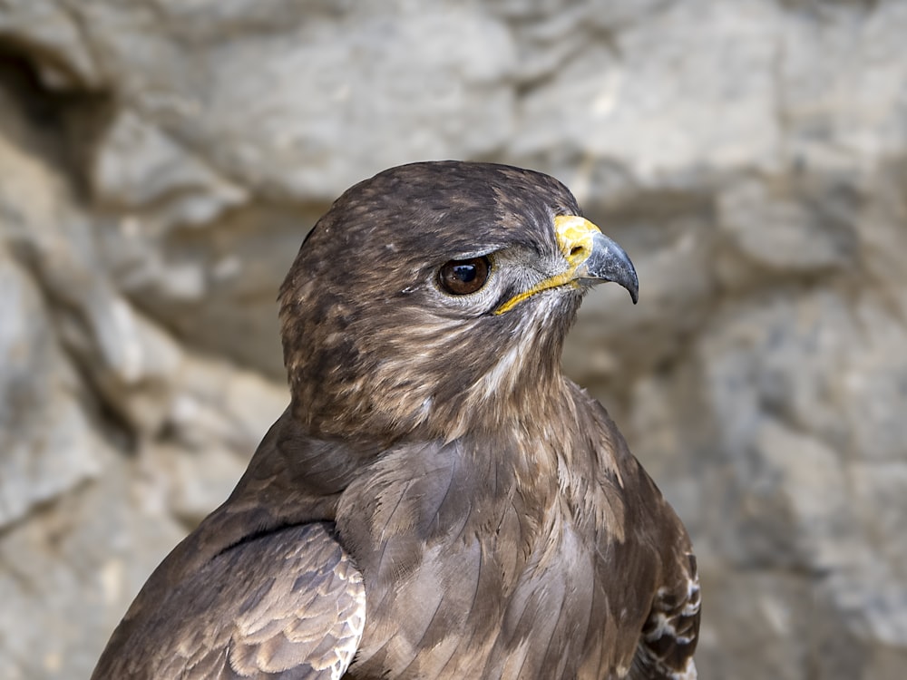 a close up of a bird of prey on a rock