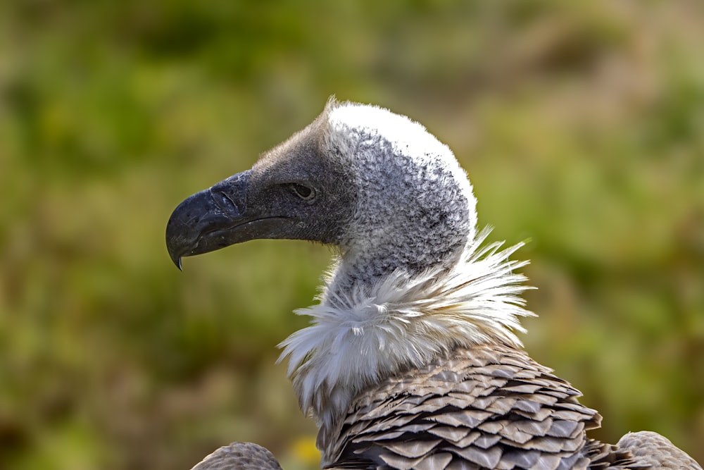 a close up of a bird with a blurry background