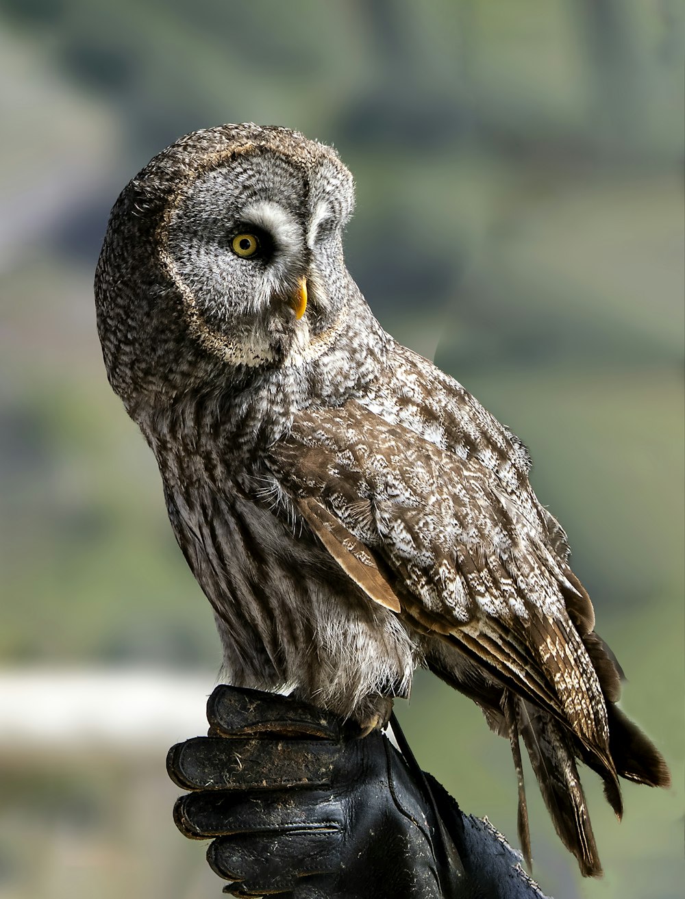 a close up of a person holding an owl