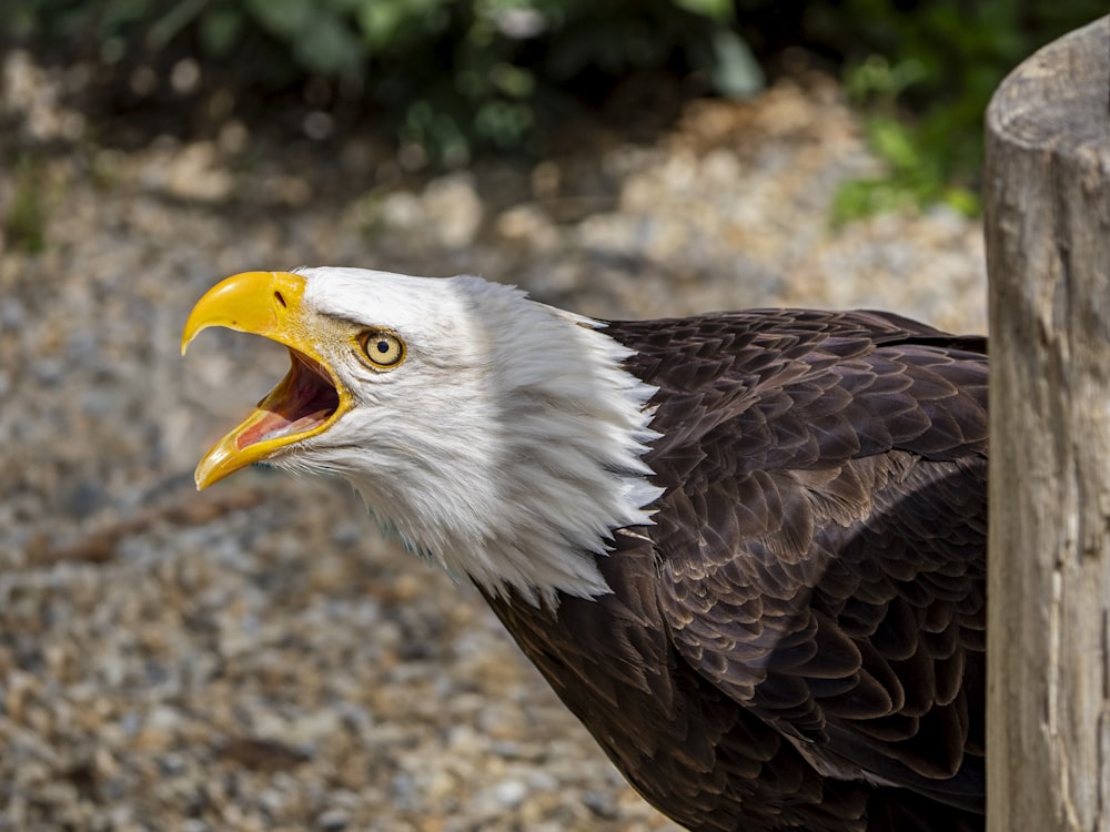 a bald eagle with its mouth open next to a wooden post