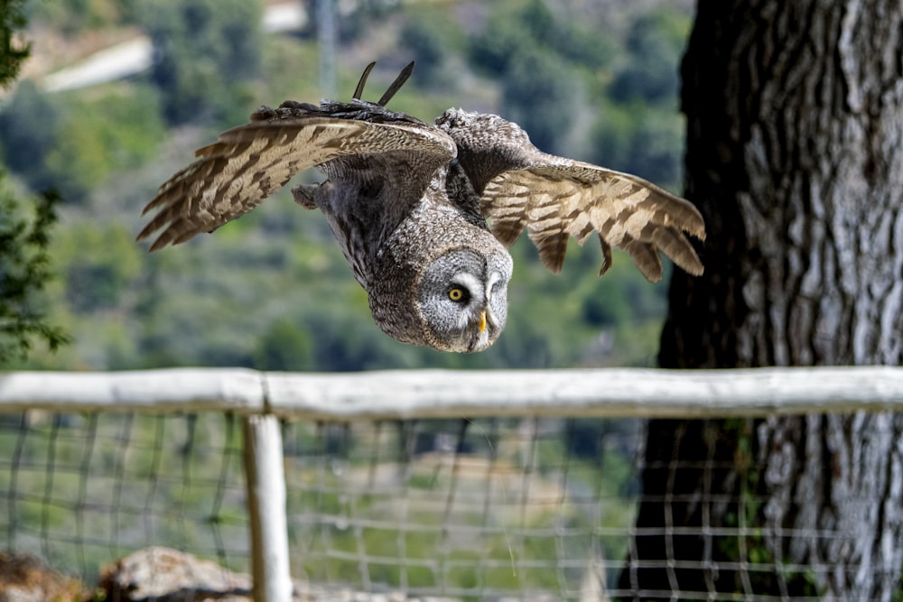 a large owl flying over a lush green forest