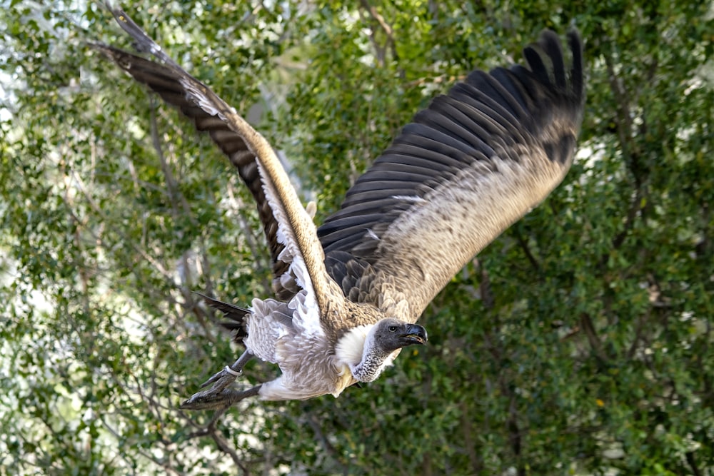 a large bird flying over a lush green forest