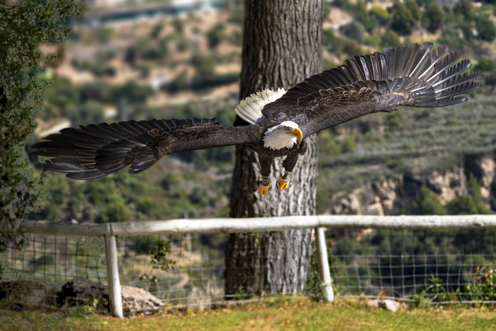 a bald eagle flying past a tree in a fenced in area