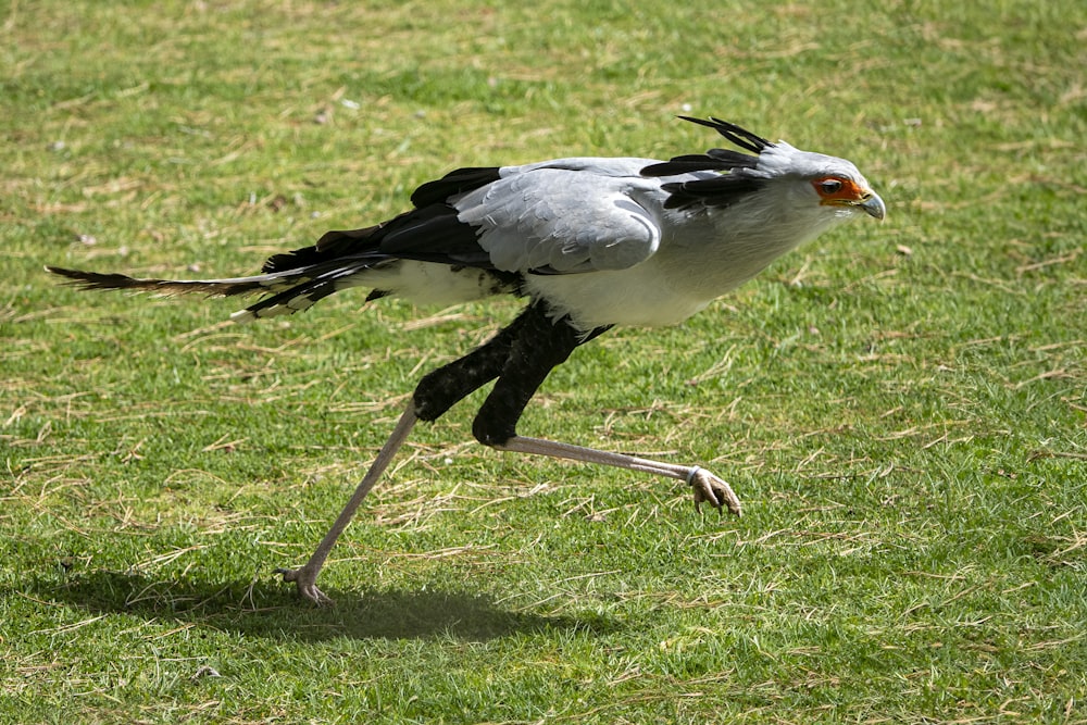 a black and white bird standing on its legs in the grass
