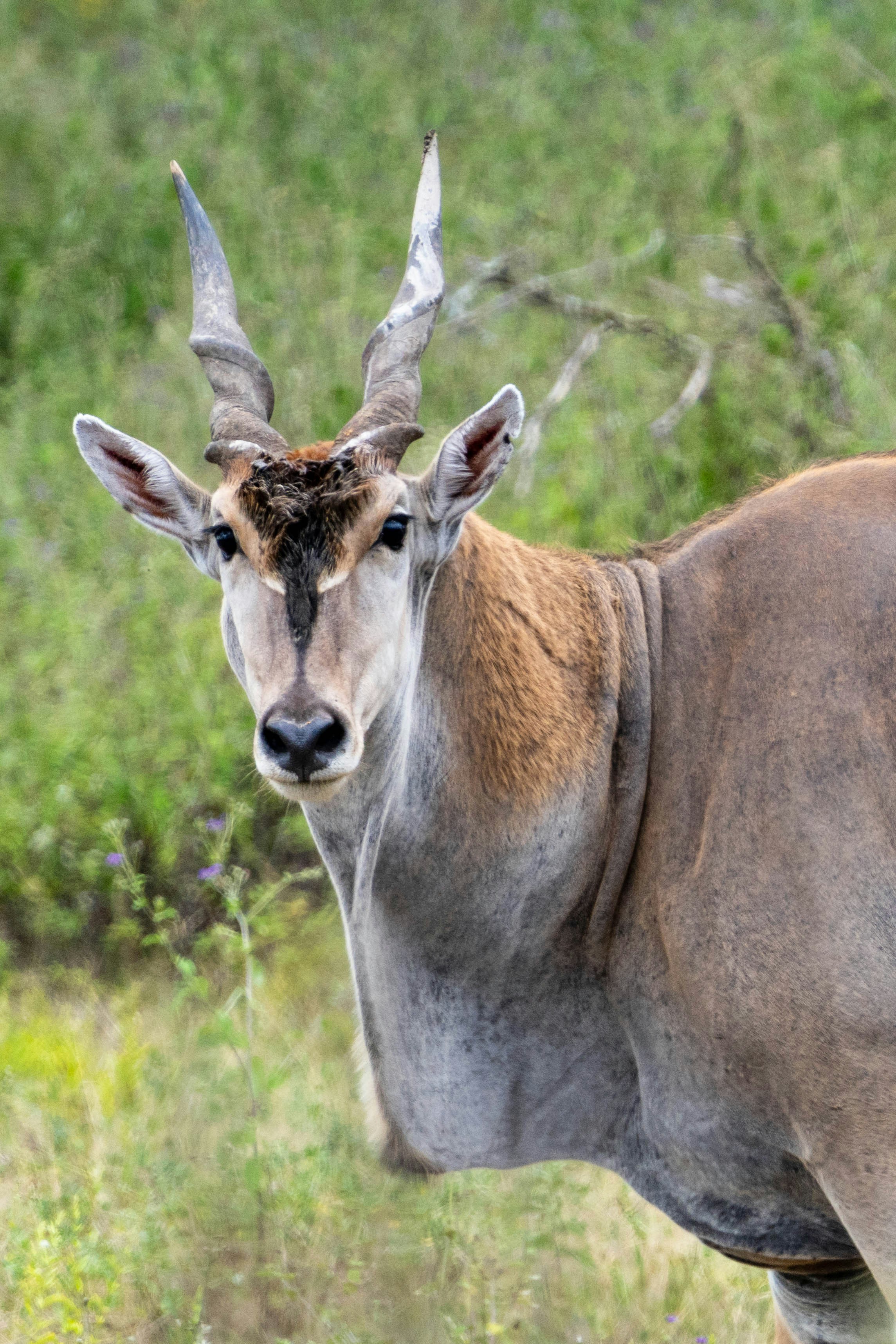 great photo recipe,how to photograph lonely eland, serengeti, tanzania, africa