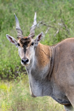 wildlife photography,how to photograph lonely eland, serengeti, tanzania, africa