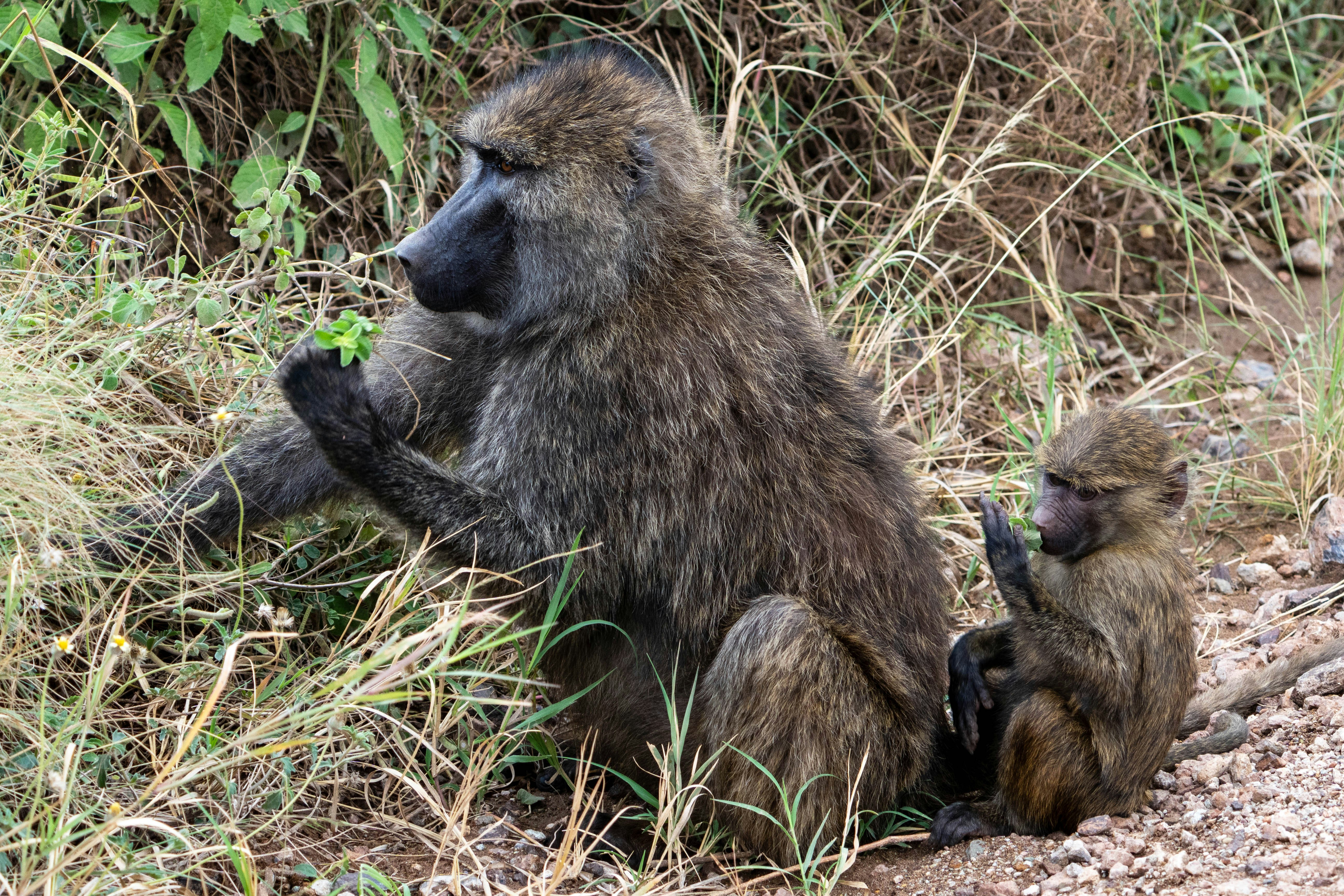 great photo recipe,how to photograph monkey with a baby, serengeti, tanzania, africa