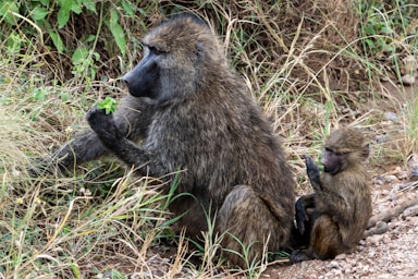 wildlife photography,how to photograph monkey with a baby, serengeti, tanzania, africa