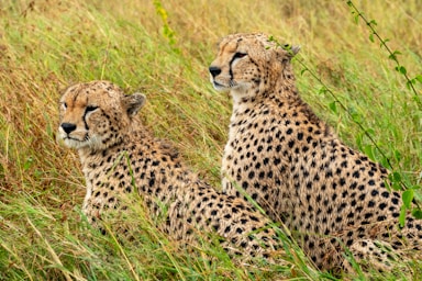 wildlife photography,how to photograph pair of chetas in the grass, serengeti, tanzania, africa
