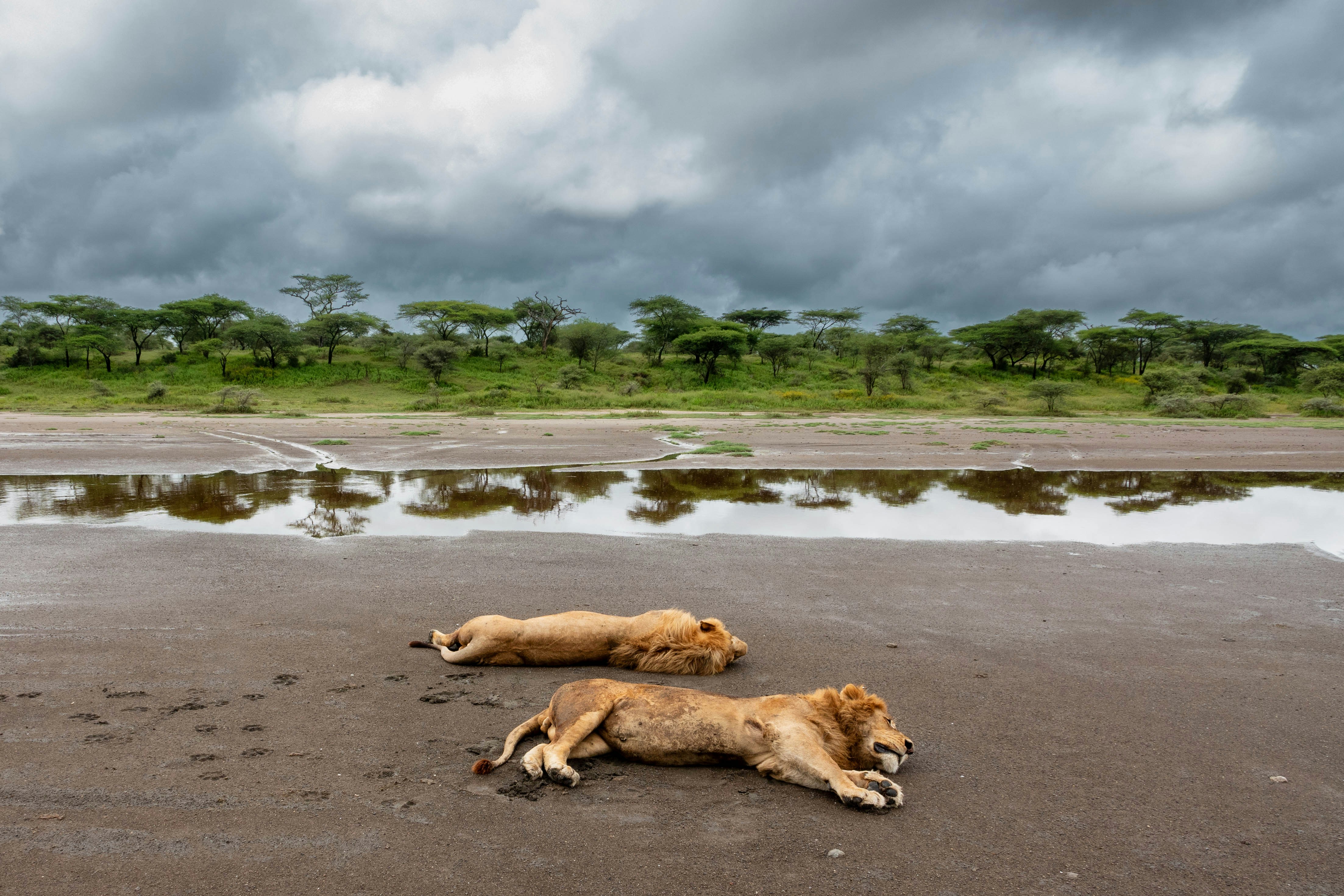 great photo recipe,how to photograph loins resting in the mud, serengeti, tanzania, africa