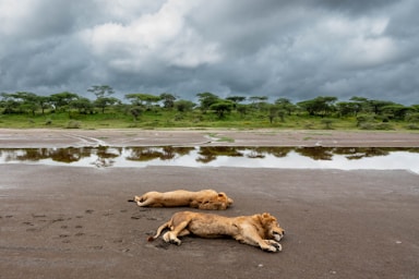 photos by pasha simakov,how to photograph loins resting in the mud, serengeti, tanzania, africa