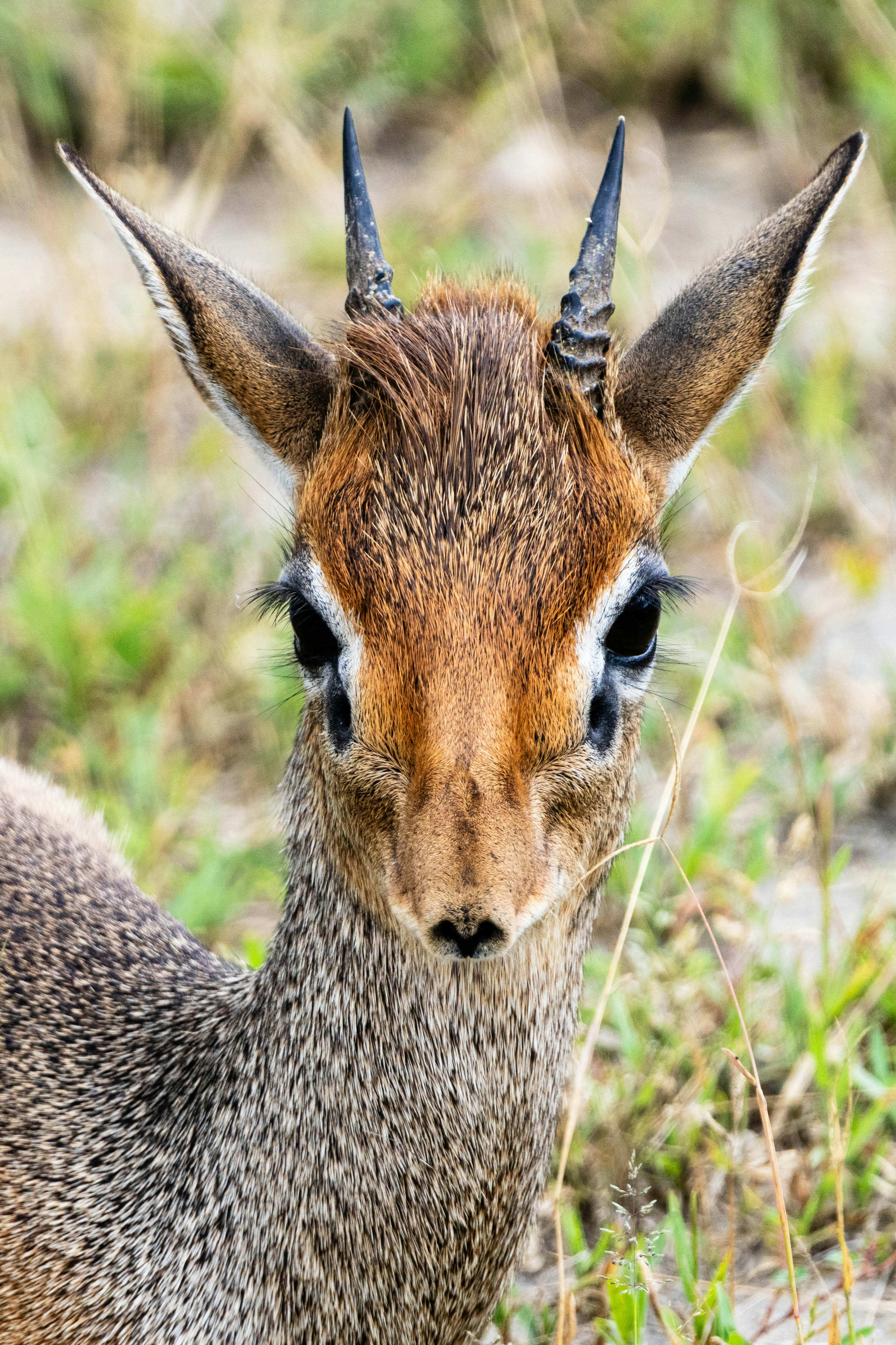 great photo recipe,how to photograph kirk's dik-dik, serengeti, tanzania, africa