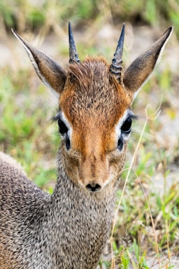 wildlife photography,how to photograph kirk's dik-dik, serengeti, tanzania, africa