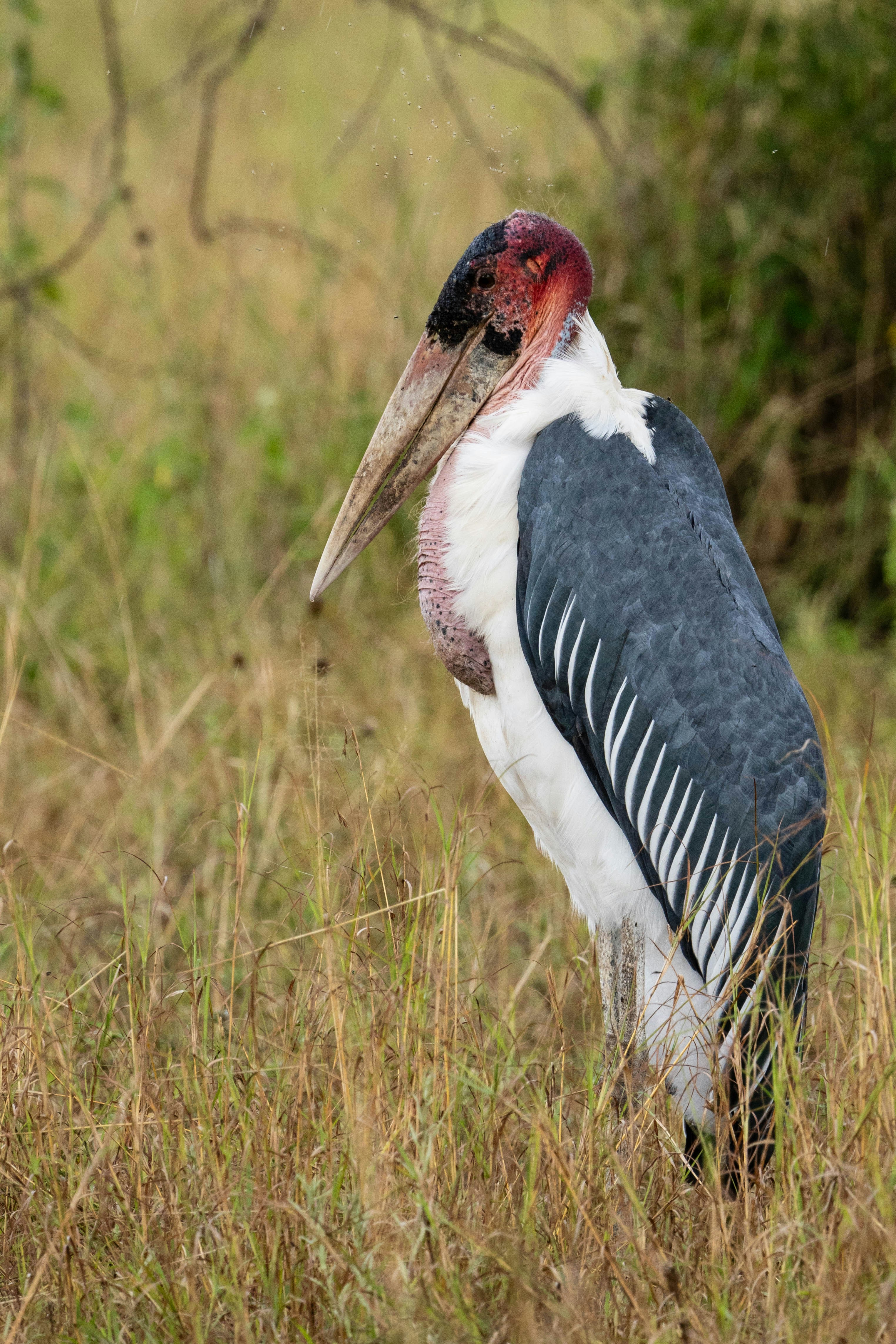 great photo recipe,how to photograph lonely marabou stork, serengeti, tanzania, africa
