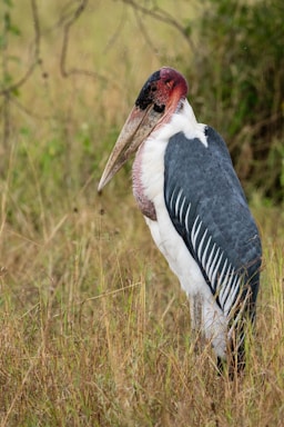 wildlife photography,how to photograph lonely marabou stork, serengeti, tanzania, africa