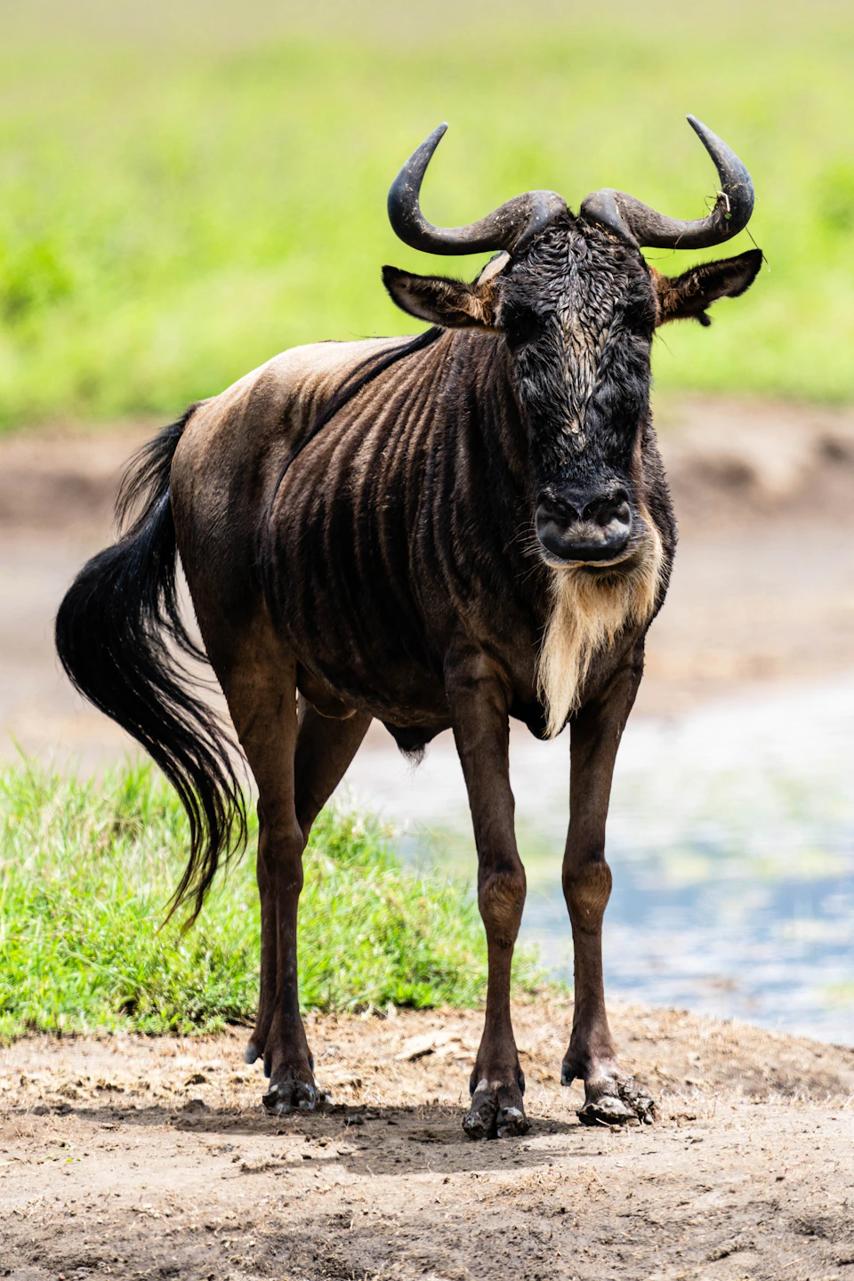 The image depicts a majestic wildebeest standing on a dirt path near a body of water, possibly a river or watering hole. The wildebeest is facing the camera and appears to be looking directly at it. Its coat is a mix of brown and white colors, with darker brown spots visible on its back and legs. The background features a grassy area that extends into the distance, providing a natural setting for this beautiful creature in its habitat.