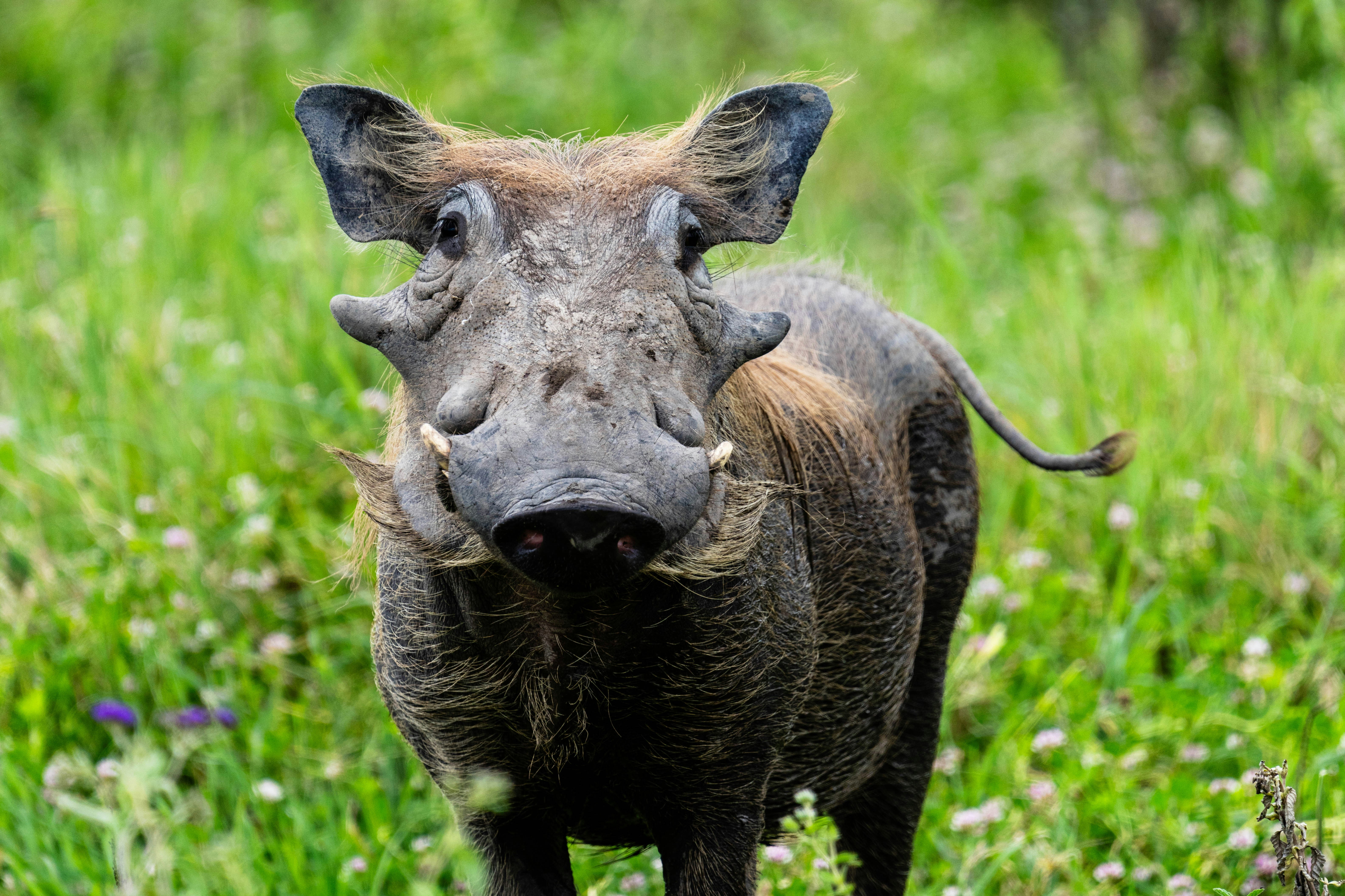 great photo recipe,how to photograph common warthog (aka poomba), serengeti, tanzania, africa