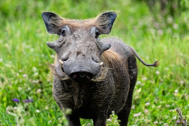 wildlife photography,how to photograph common warthog (aka poomba), serengeti, tanzania, africa