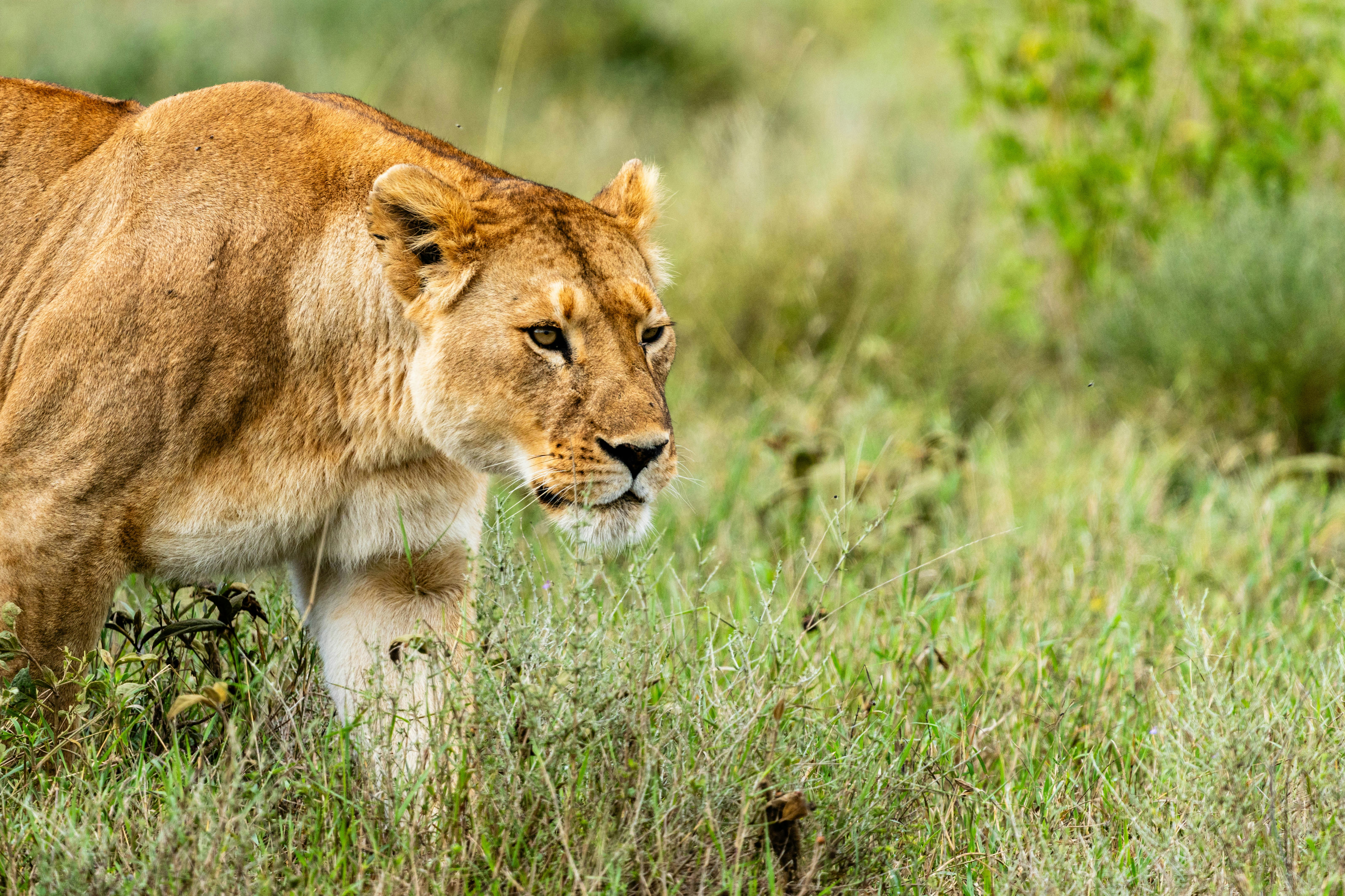 great photo recipe,how to photograph lonely lioness, serengeti, tanzania, africa