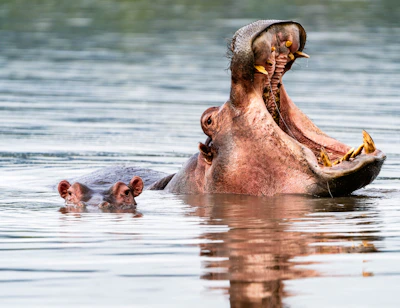 a hippopotamus in a body of water with its mouth open